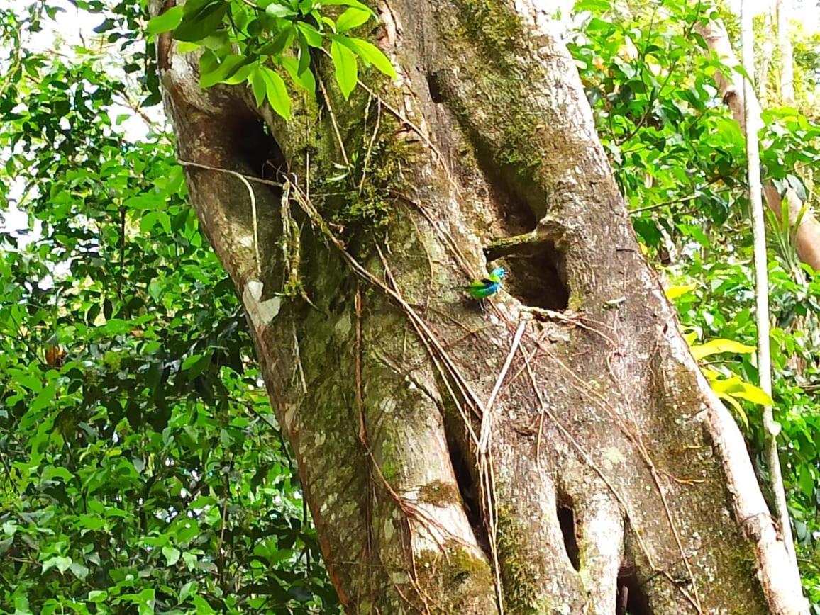 Recanto Da Margo 1, Casa Com Acesso A Cachoeira Paraty Luaran gambar