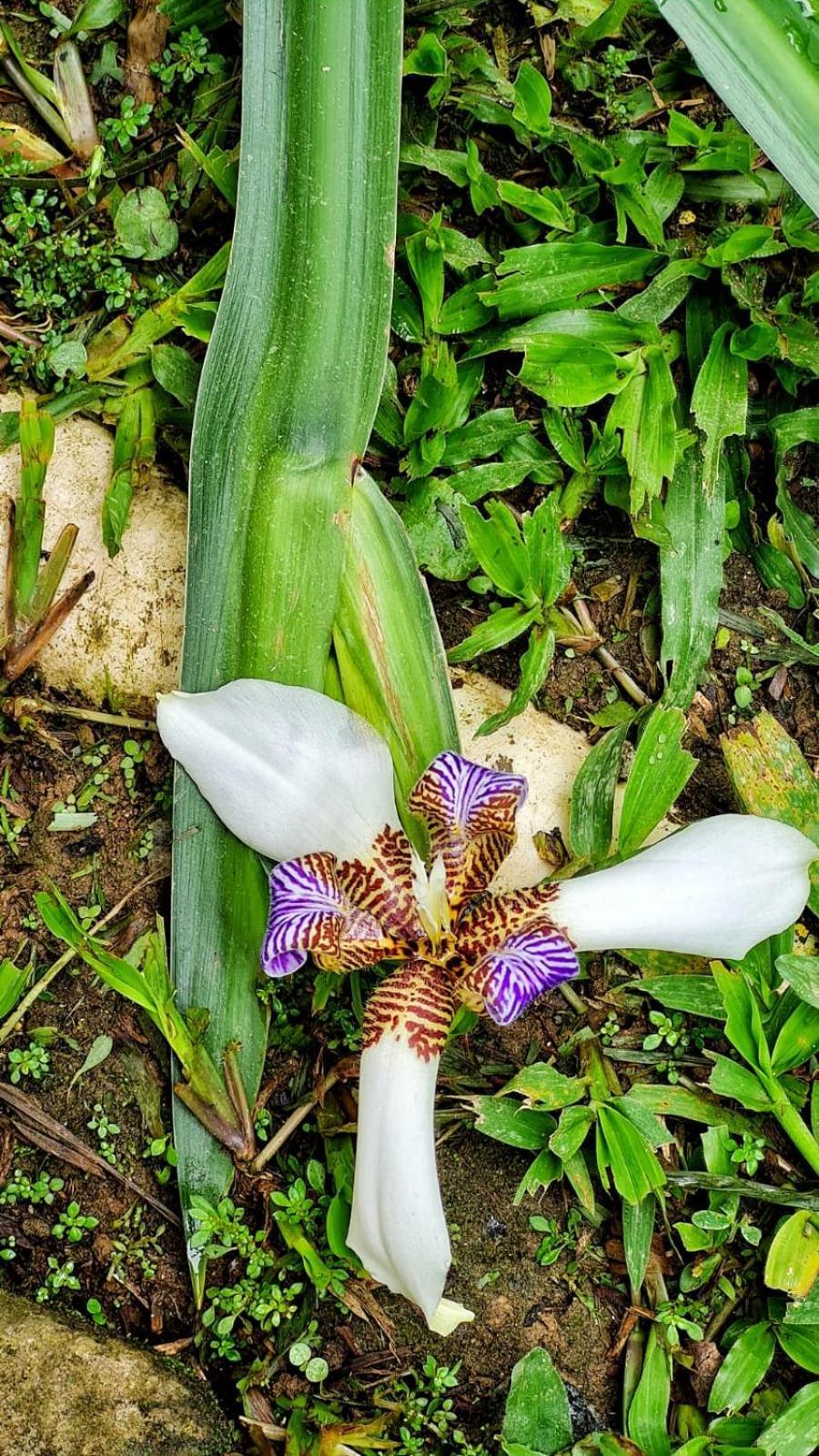 Recanto Da Margo 1, Casa Com Acesso A Cachoeira Paraty Luaran gambar