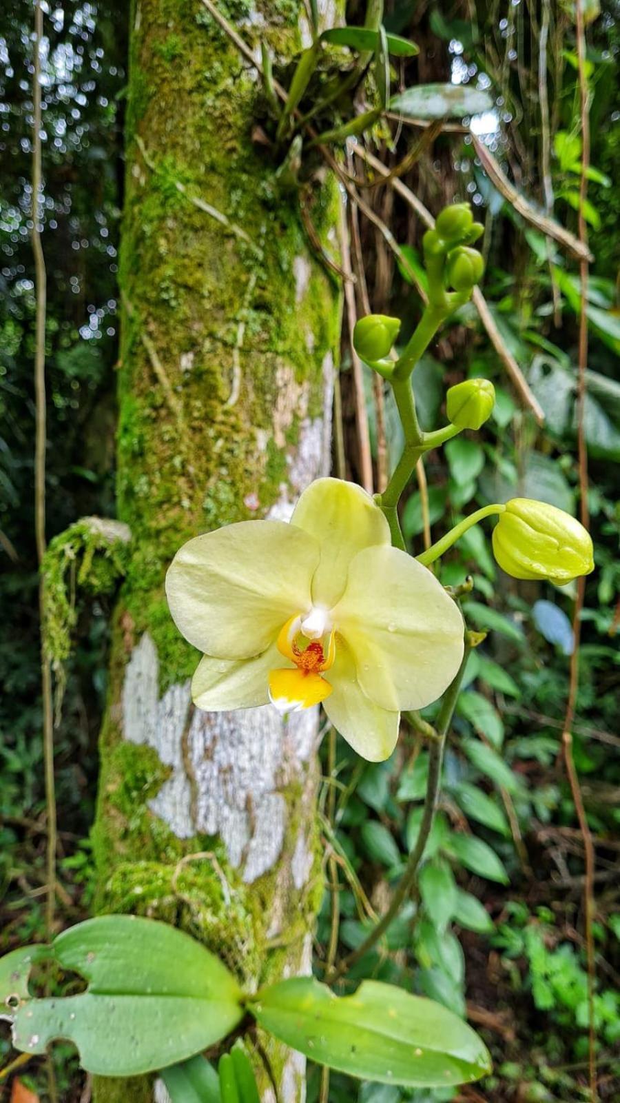 Recanto Da Margo 1, Casa Com Acesso A Cachoeira Paraty Luaran gambar