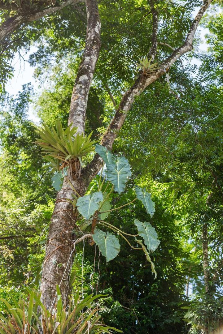 Recanto Da Margo 1, Casa Com Acesso A Cachoeira Paraty Luaran gambar